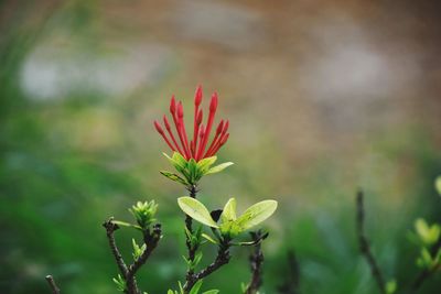 Close-up of red flowering plant