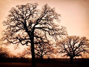 Silhouette bare tree on field against sky at sunset