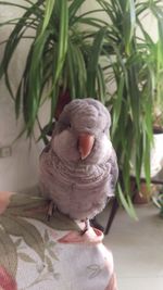 Close-up of parrot perching on plant