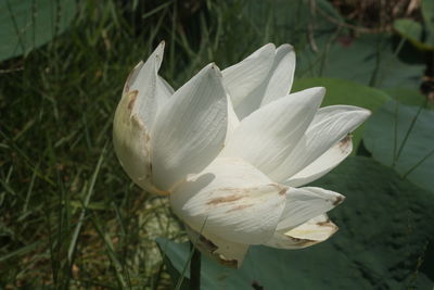 Close-up of white lily