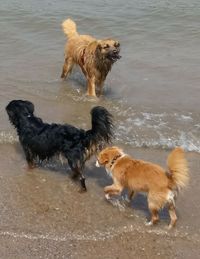 Full length of a dog running on beach