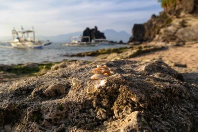 Close-up of rock on beach