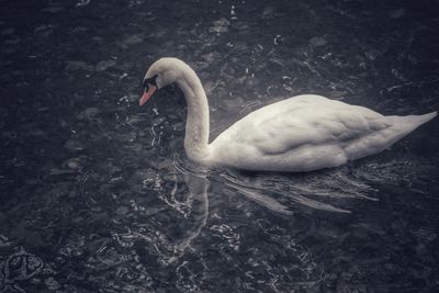 Close-up of swan swimming in lake