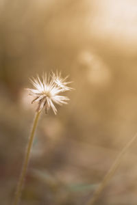 Close-up of dandelion