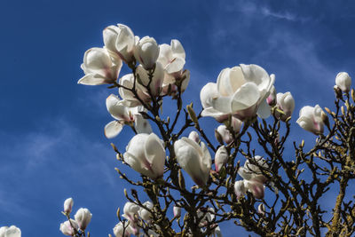 Low angle view of fresh white flowers against sky