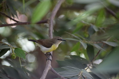 Bird perching on a branch