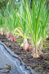 soil
