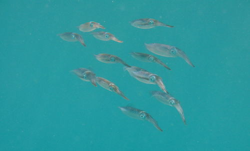 Fish swimming in sea