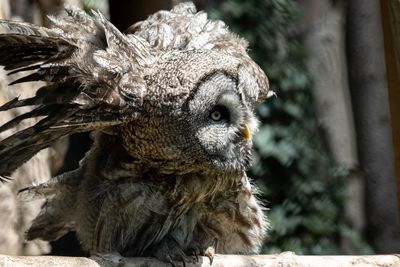 Close-up portrait of owl in zoo