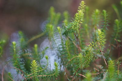 Close-up of pine tree