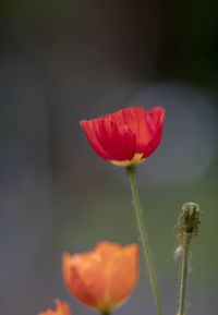 Close-up of red poppy flower