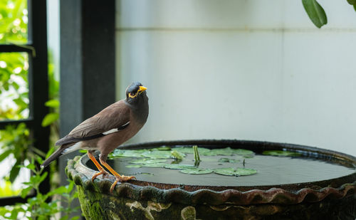 Close-up of bird perching on a feeder