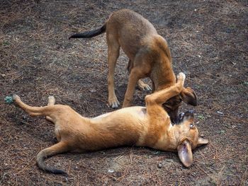 High angle view of dogs playing