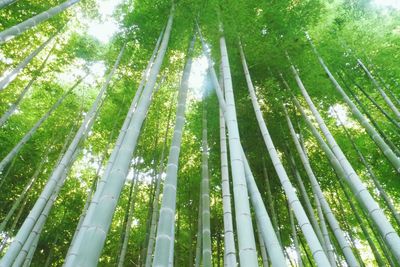 Low angle view of bamboo trees in forest