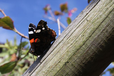 Close-up of butterfly on wood