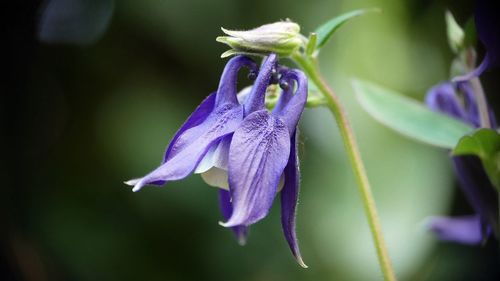 Close-up of purple flowering plant