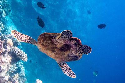 Low angle view of fish and turtles swimming in sea