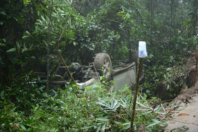 View of a bird in a forest