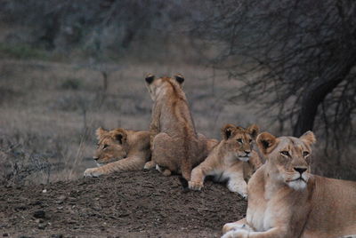 Lion cubs pile