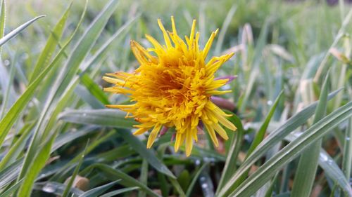 Close-up of yellow flowers blooming in field
