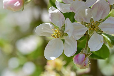 Close-up of white flowering plant