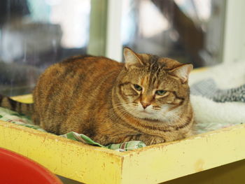 Close-up portrait of a cat resting