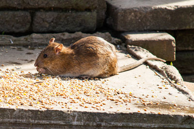 Side view of duck on retaining wall