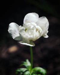 Close-up of white rose