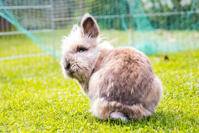 Rabbit on playing field