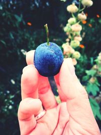 Close-up of hand holding fruit