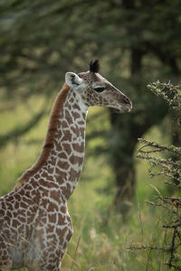 Close-up of baby masai giraffe by bush