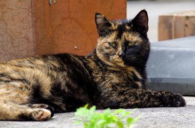 Close-up of cat lying down