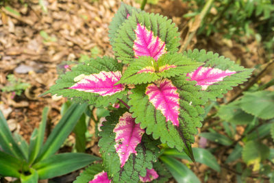 Close-up of pink leaves on plant