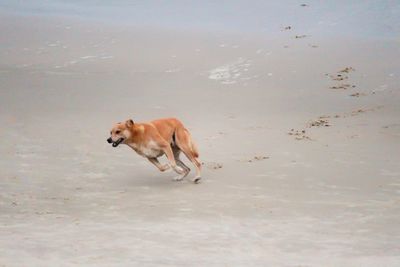 High angle view of dog running on shore