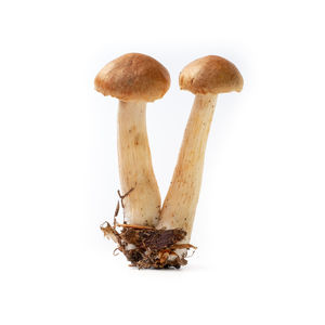 Close-up of mushrooms against white background