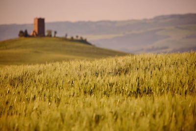 Scenic view of field against sky during sunset