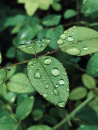 Close-up of raindrops on leaves