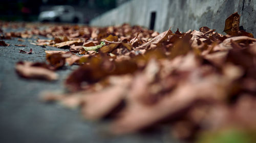 Close-up of dried leaves