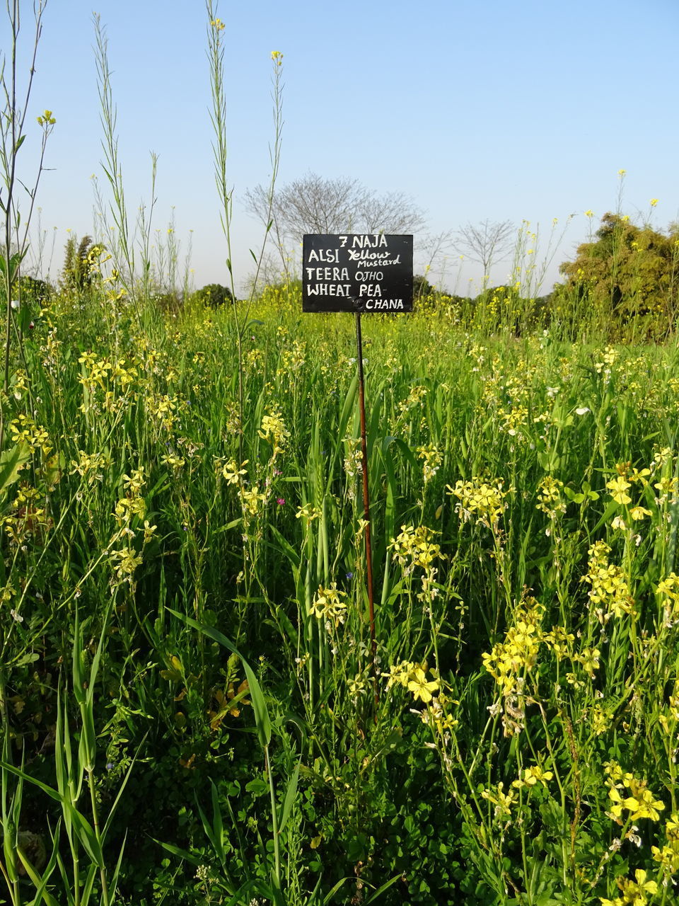 INFORMATION SIGN ON FIELD