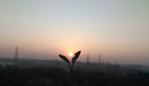 Close-up of silhouette plant against sky during sunset