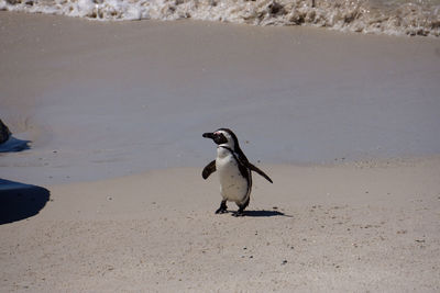 Endangered cape penguin or african penguin emerging from the water on the white sand.