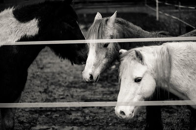 Horses standing in ranch