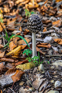 Magpie inkcap mushroom