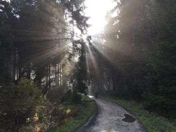 Road amidst trees in forest