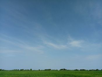 Scenic view of agricultural field against blue sky