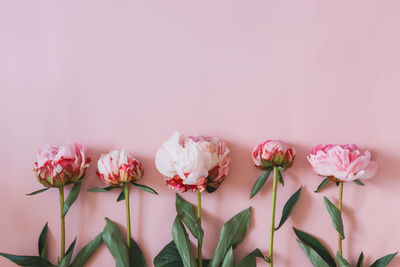 Close-up of pink flowers against wall