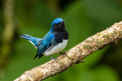 Close-up of bird perching on branch