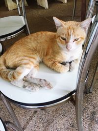 Cat sitting on table