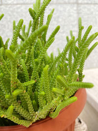 green color
