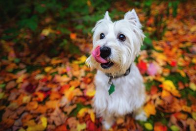 High angle view of west highland white terrier on autumn leaves